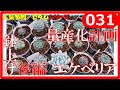 #031【多肉植物 エケベリア】エケベリア量産計画　鉢上げ　後編　ｂｙ園芸チャンネル