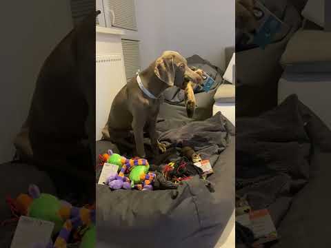 Björn Weimaraner likes