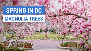 Spring in DC - Magnolia Trees at Enid A Haupt Garden