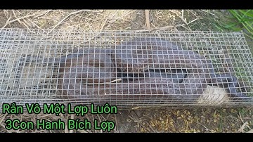 Bẫy Rắn Mùa Khô Tập 11#Chỉ Còn 15 Cái Lợp Còn Xót Lại Trúng Mánh 4kg Toàn Hổ Hành #