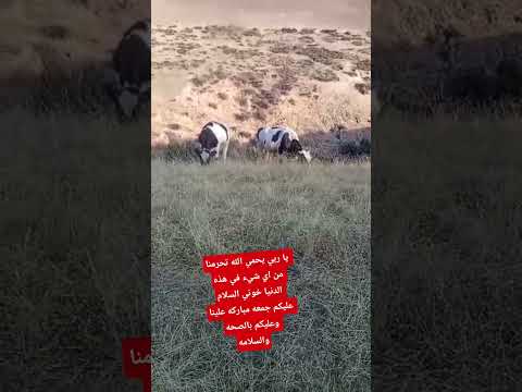 خويا خلي معك شي متابعه ولا كاش يرحم الوالدين الله يس اصدقاء ديالك والصلي على النبي نشتي الفيديو 