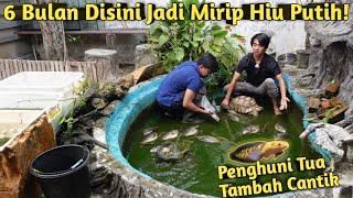 Download Lagu MENGEJUTKAN! SETENGAH TAHUN KOLAM TAK DIKURAS IKAN NYA MALAH MAKIN BESAR MP3