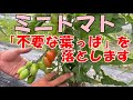 【ミニトマト】収穫が始まったら、要らない葉っぱを落としていきます。NO634（2023.6.9）