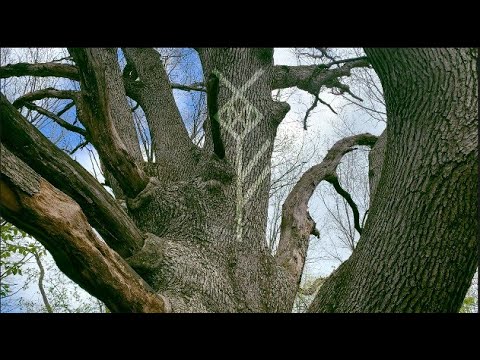 Skogarmaor - Fossegrim