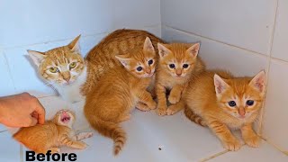 Yellow kitten family was very angry with me at first but in the end they were very nice. by Cute Kittens 1,344 views 4 weeks ago 5 minutes, 1 second