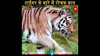 #shorts || Siberian tiger 🐅🐅🐯 || how many tigers in india 😲😲🔥🔥 || #trending | #tiger |@dailyfacttips