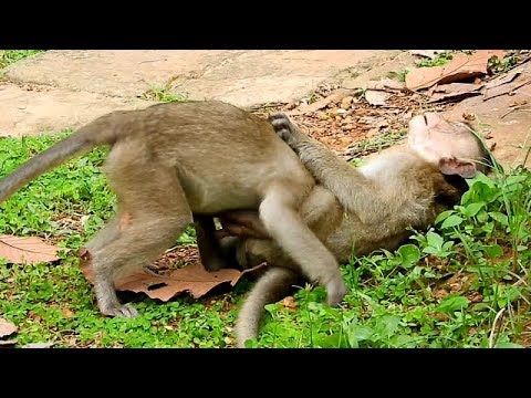baby monkey pet uk Maddix Silent Hurt Why Polino Do Like This On It?,Maddix Hard Moving It Friend Polino