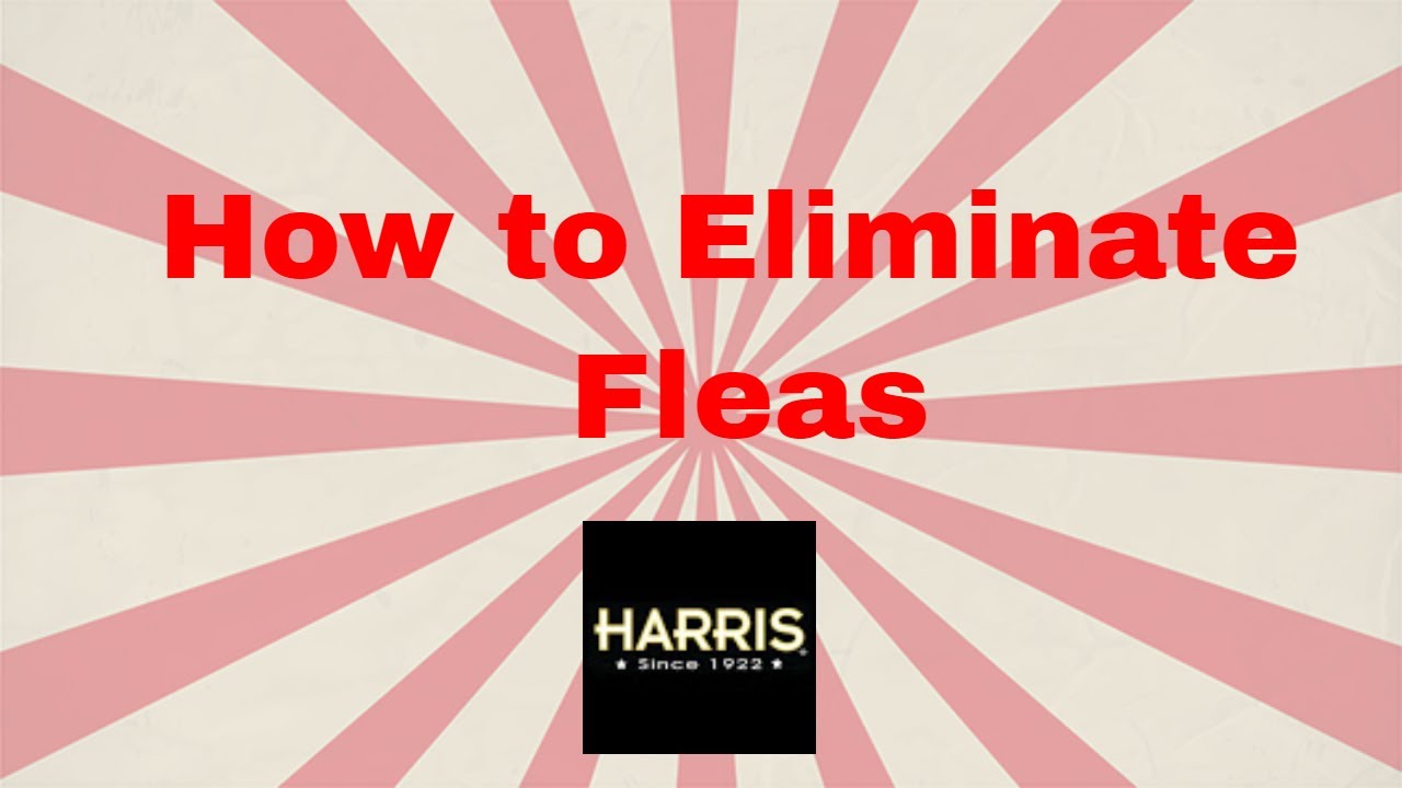 How to Eliminate Fleas | PF Harris