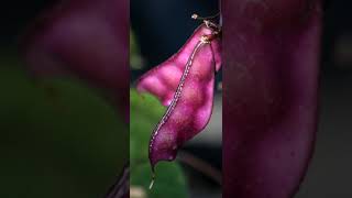 Hyacinth bean | Wikipedia audio article