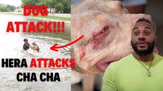 INSANE Dog Water ATTACK Gone WRONG!!! (Hera ATTACKS Cha Cha)