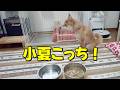 目を合わせない柴犬　こなつ