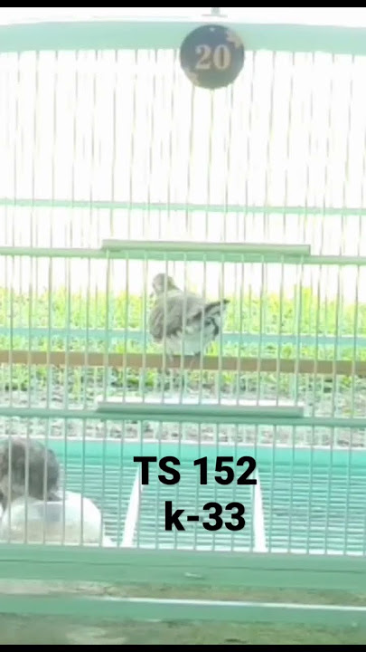 PERKUTUT BANGKOK || suara piyik perkutut bangkok paud usia 1,5 bulan