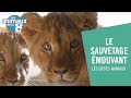 Le sauvetage émouvant de deux lionceaux - Animaux de la 8