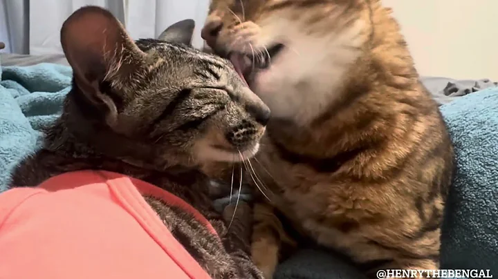 Video 5815841: savannah bengal, bengal grooming, pets meow catmeowing, cat meow pets