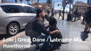 Great Dane Training | Loki | Hawthorne, CA