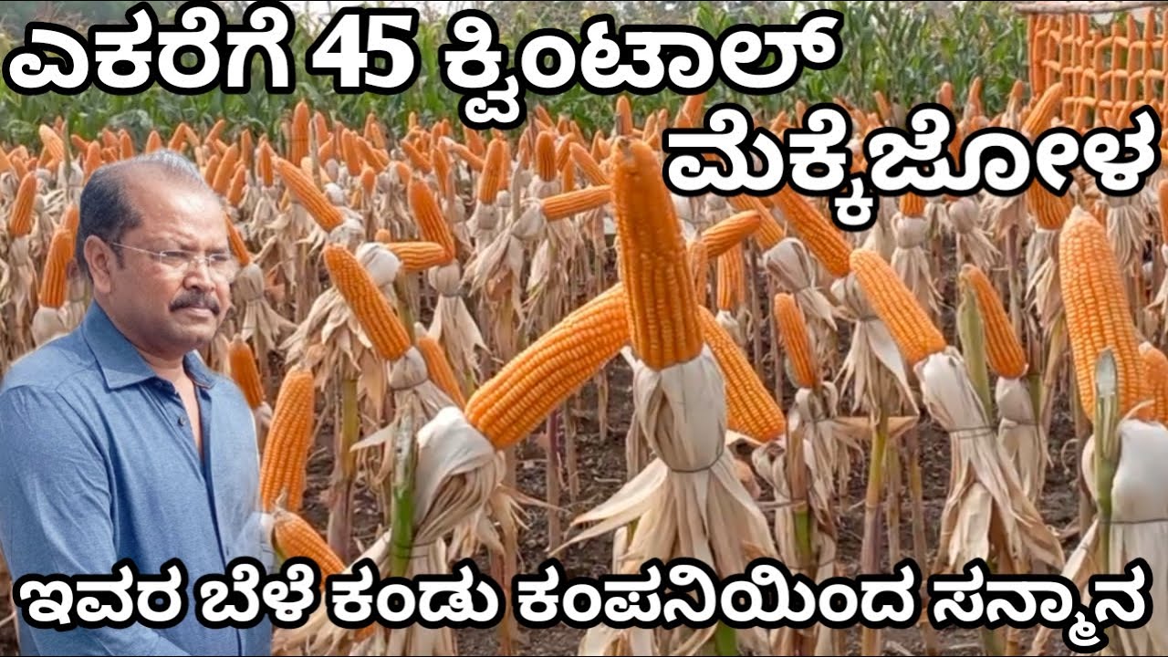 ಎಕರೆಗೆ 45 ಕ್ವಿಂಟಾಲ್ ಮೆಕ್ಕೆಜೋಳ /ಮೆಕ್ಕೆಜೋಳ ಬೆಳೆಯ ಸಂಪೂರ್ಣ ಮಾಹಿತಿ / ಒಂದು ಗಿಡದಲ್ಲಿ 2-3 ತೆನೆಗಳು /mekkejola