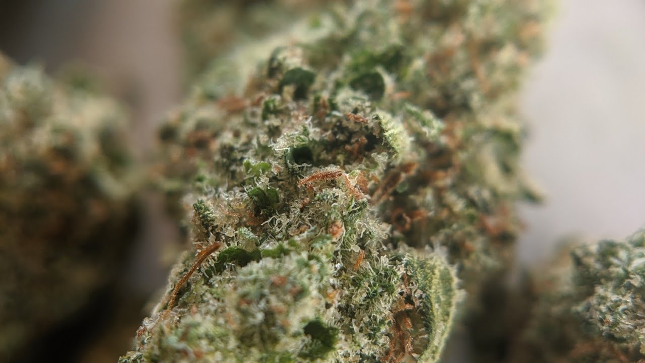 Canadian cannabis review Color cannabis White Shark