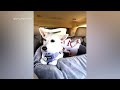 Rescuer Says Animal Instincts Helped Dog Survive Weeks Alone in Yellowstone Park