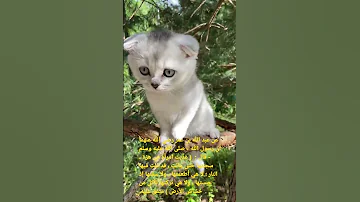 الرفق بالحيوان حديث شريف 