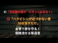 【害獣撃退】ハクビシン 撃退音の流し方|天井裏のゴソゴソ音を音で止める30分ループ対策!