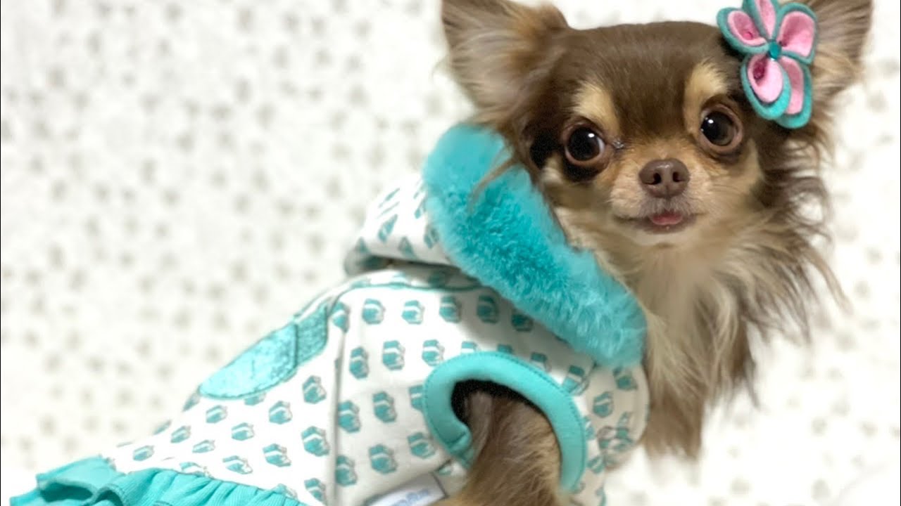 Luna Blue☆ルナブルー】ウーファニー フーディ ドレス | ワンちゃんの