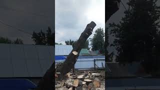 Sawed down a tree with a chainsaw