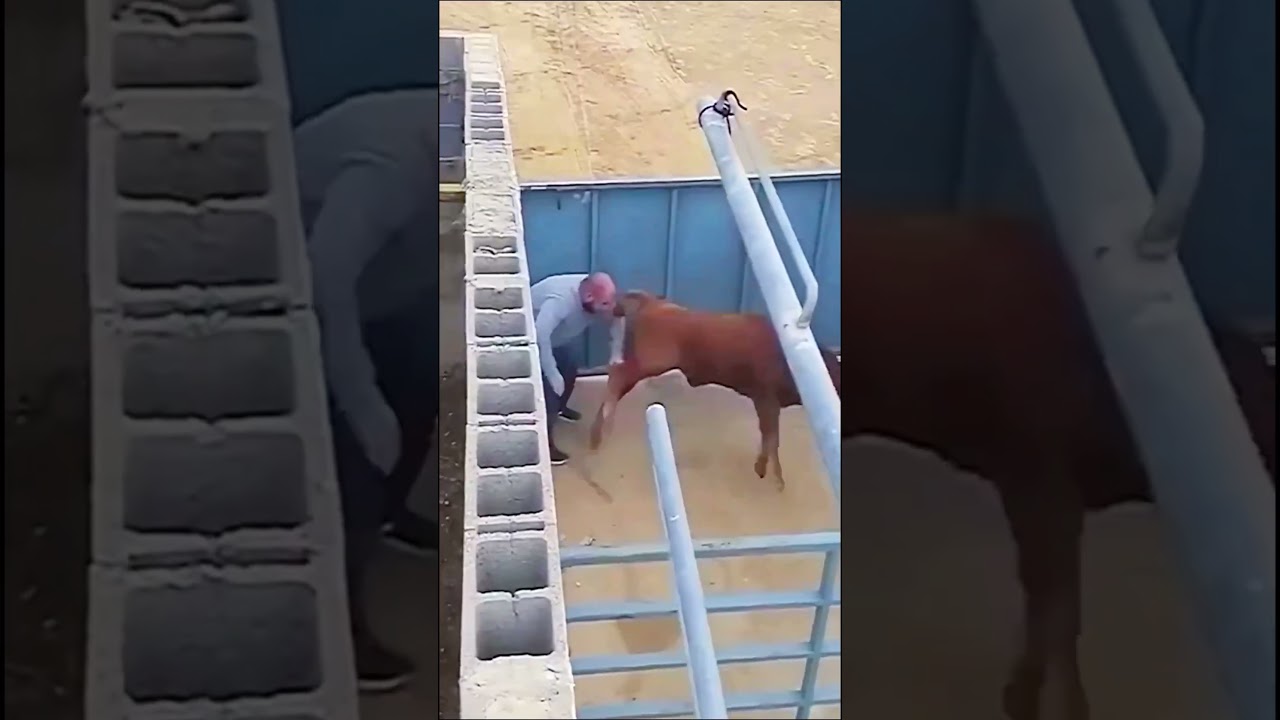 Bull Jumping High - By animal.worlds11