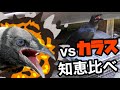 カラスの知恵比べ、悪い子にはお仕置き大作戦 #season2-5話