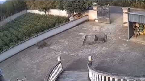 Strong Wild Boar breaking Gate