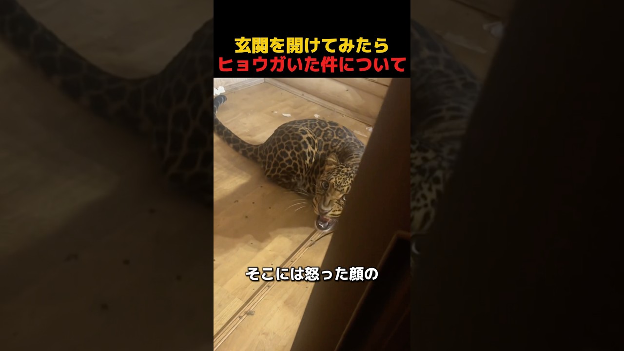 玄関を開けたらヒョウがいた件について