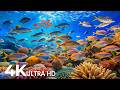AQUARIUM 4K (ULTRA HD) - Beautiful Fish Swimming & Colorful Sea Life Video 🐠 Deep Sleep Music #32