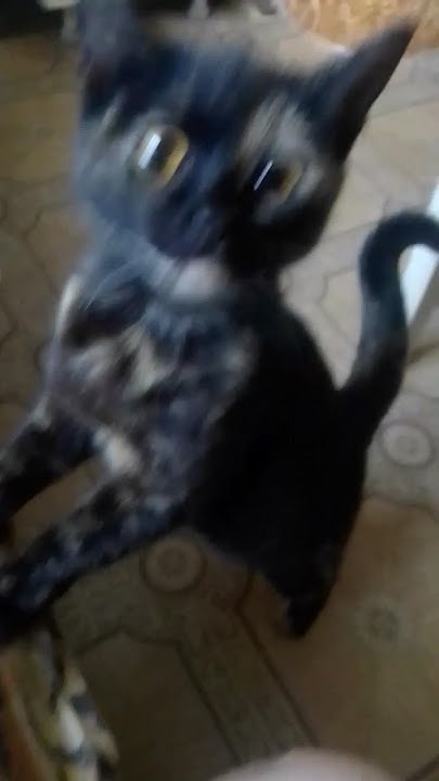 ну хоть сухого дай ️корма☑️🐾🐾🐾🙈🙉колбаски,куроки кусочек,ну мышь из ...