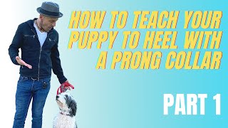 How To Teach Heel With A Prong - Part 1