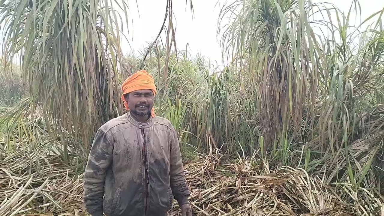 देख लो किसान भाईयों उत्तम 219 कितना दमदार गन्ना निकल रहा #farmers#viralvideo#kisan#beniwal #farming