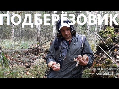 Подберезовики