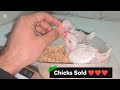 Ringneck Chicks purchase kerty howy kin important points ka khyal rakhna chahyea | Episode 34