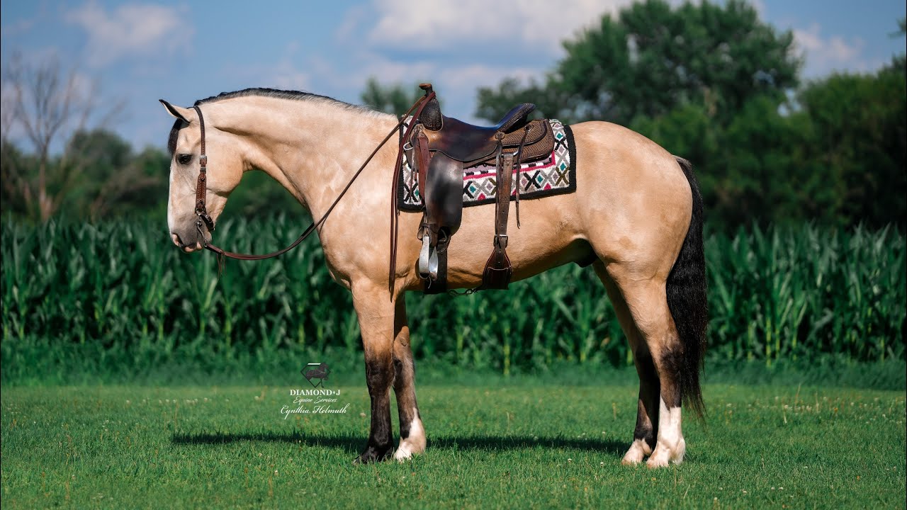 “Sunny” 5 Year Old Crossbred Gelding
