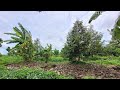 Đắp mô cây sầu riêng 26 tháng.