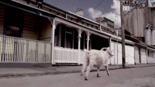 Goat Beer: Chasing Goats