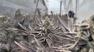 Colombia set to begin selling cannabis flower in pharmacies