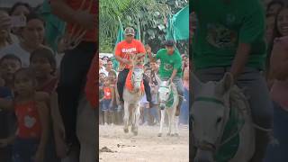 Carrera de Burros carnavales 2024 Pacora, quedando primer lugar el burro y la burra del bando rojo.