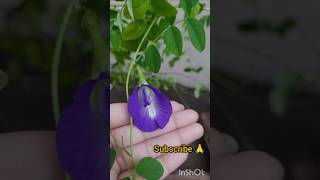 Download Lagu #aurvedicmethods #madicin #trendingshorts #viralshorts #health #doctor #flowers MP3