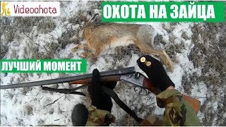 Охота на зайца 2020! ЛУЧШИЙ момент за весь сезон. Videoohota