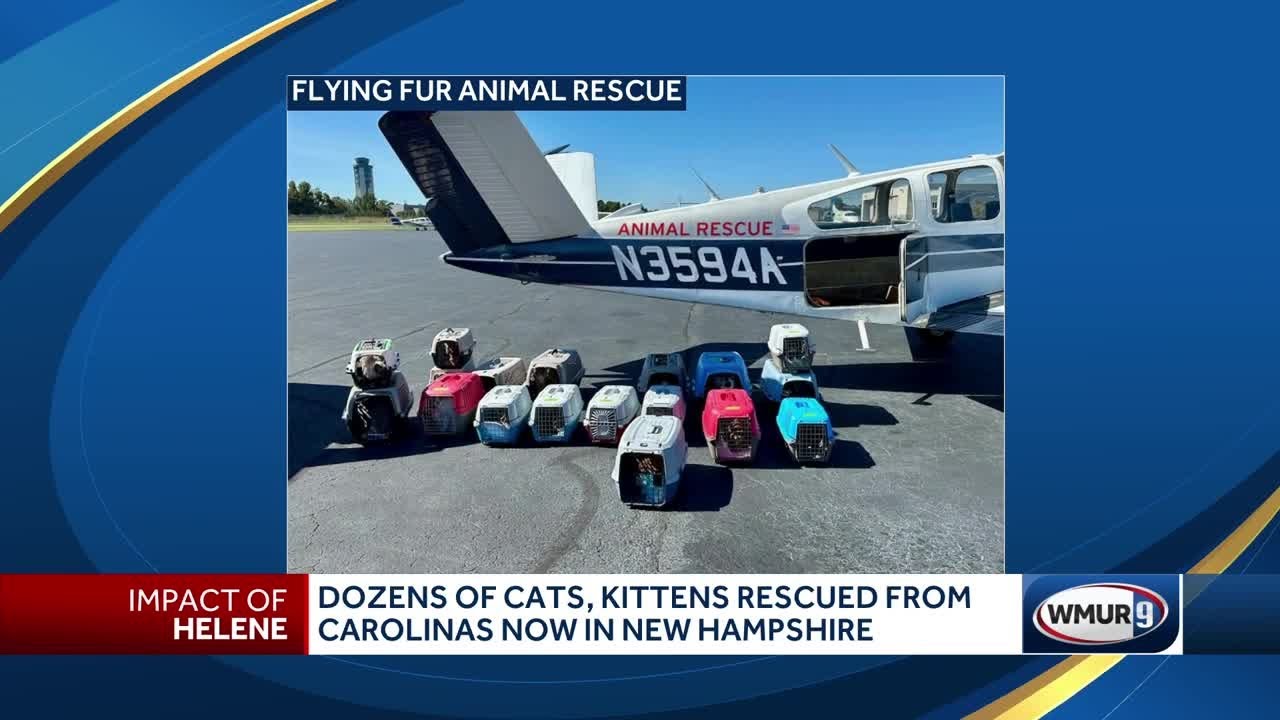 Dozens of cats, kittens rescued from Carolinas now in New Hampshire