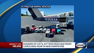 Dozens of cats, kittens rescued from Carolinas now in New Hampshire