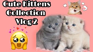 Funny Cute Kittens that will surely melt your hearts - Vlog 2. Cute Kittens Collection Long by Reebonz Cattery TV 347 views 1 year ago 2 minutes, 27 seconds