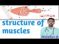 Structure of muscles, किया है,what is structure of muscles,