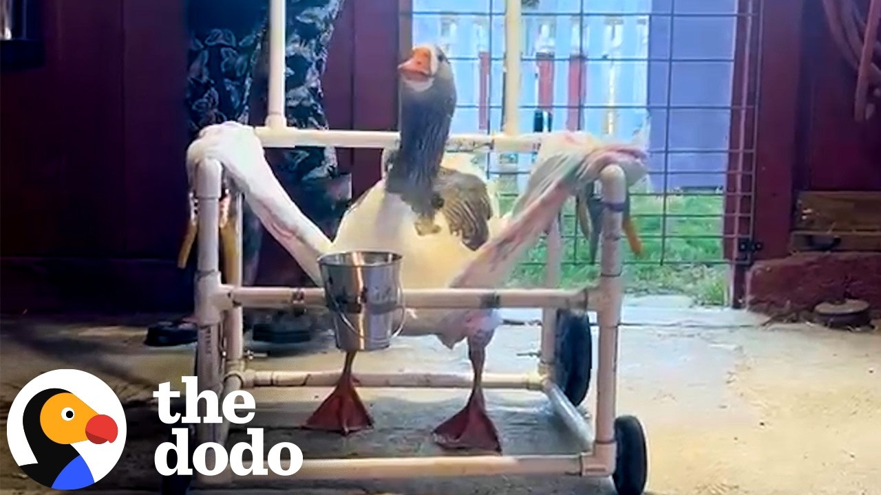Goose Who Couldn't Walk Now Runs to His Friends | The Dodo - YouTube