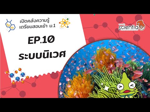 เปิดคลังความรู้ วิทยาศาสตร์ เตรียมสอบ เข้าม.1 Ep.10 ระบบนิเวศl Scientia เปิดคลังความรู้ วิทยาศาสตร์ เตรียมสอบ เข้าม.1 Ep.10 ระบบนิเวศl Scientia