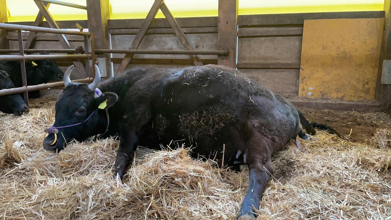 初産牛の分娩が始まりました